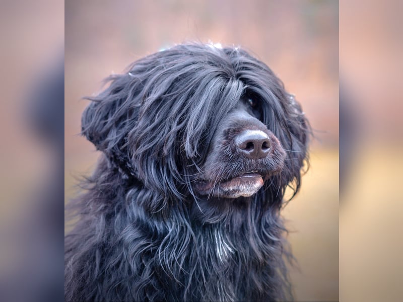 Portugiesischer Wasserhund – geplanter FCI-Wurf im November 2026