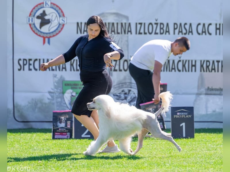 Portugiesischer Wasserhund – geplanter FCI-Wurf im November 2026