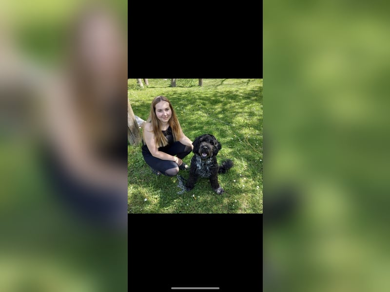 Deckrüde Portugiesischer Wasserhund (unverkäuflich)