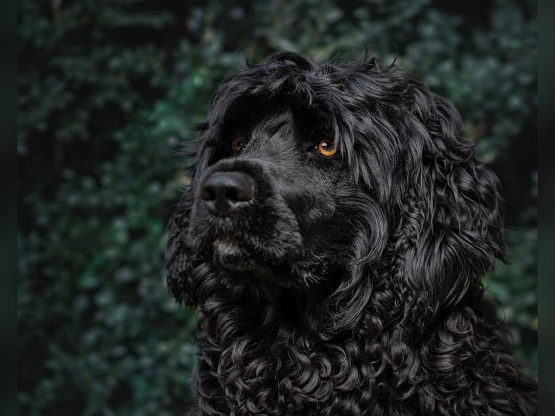 Portugiesischer Wasserhund Deckrüde