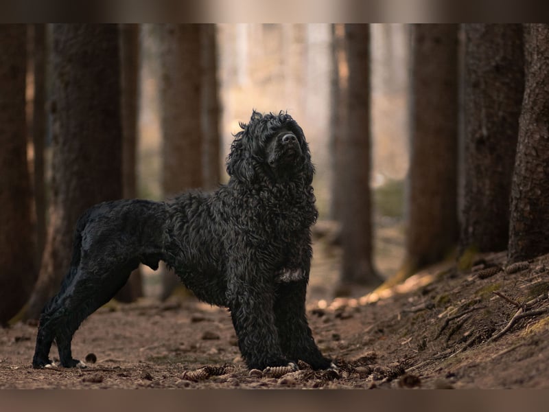 Portugiesischer Wasserhund Deckrüde