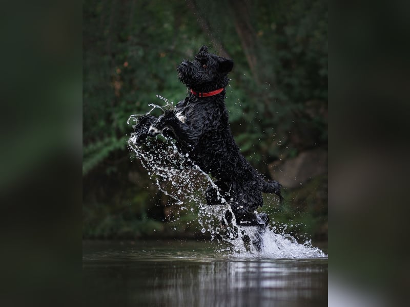 Portugiesischer Wasserhund Deckrüde
