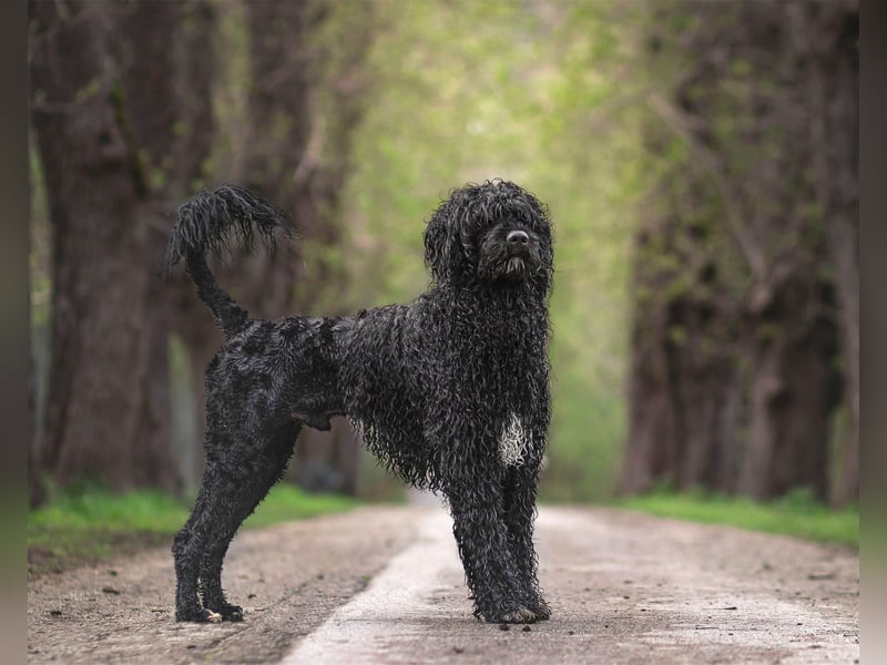 Portugiesischer Wasserhund Deckrüde