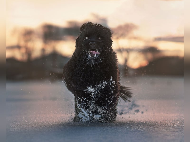 Portugiesischer Wasserhund Deckrüde
