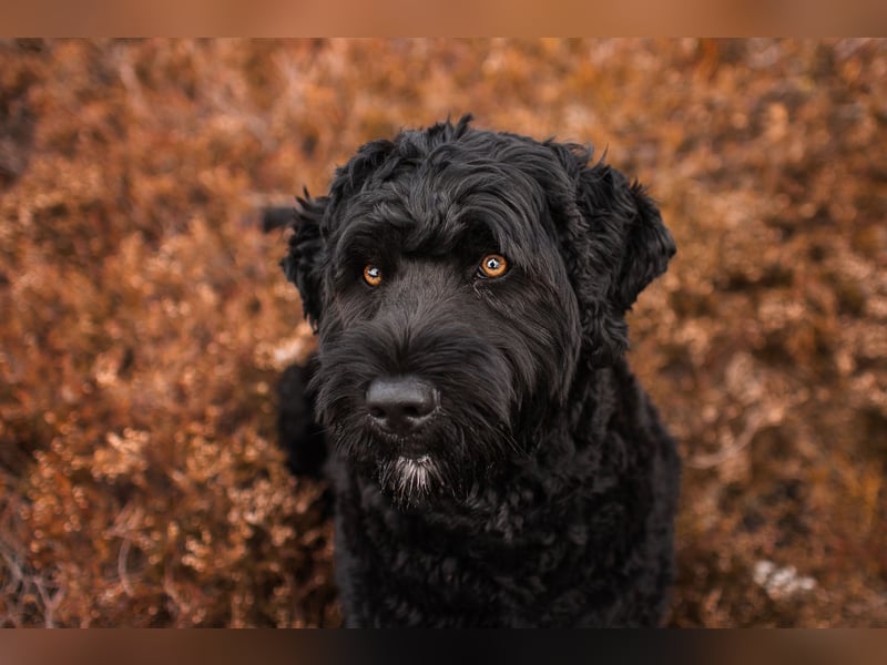 Portugiesischer Wasserhund Deckrüde