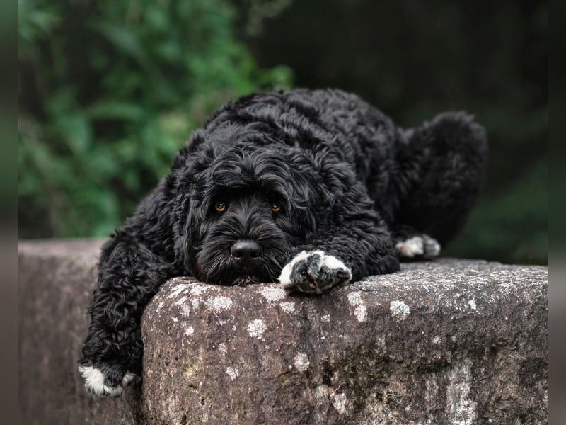 Portugiesischer Wasserhund Deckrüde