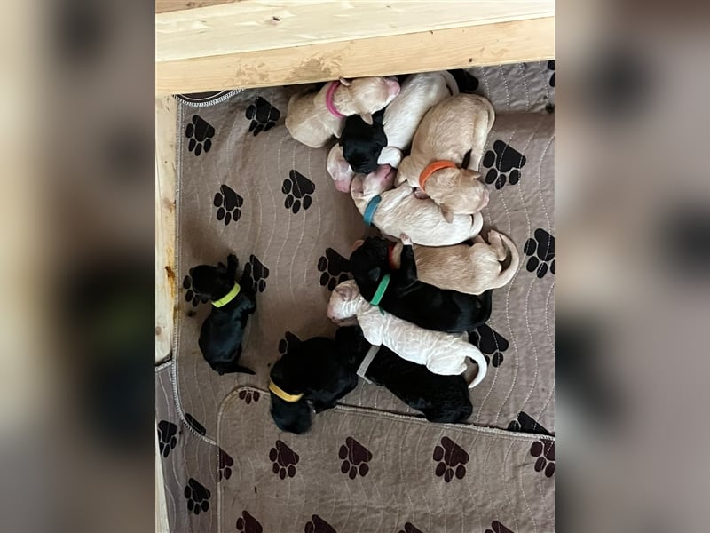 Deckrüde Portugiesischer Wasserhund