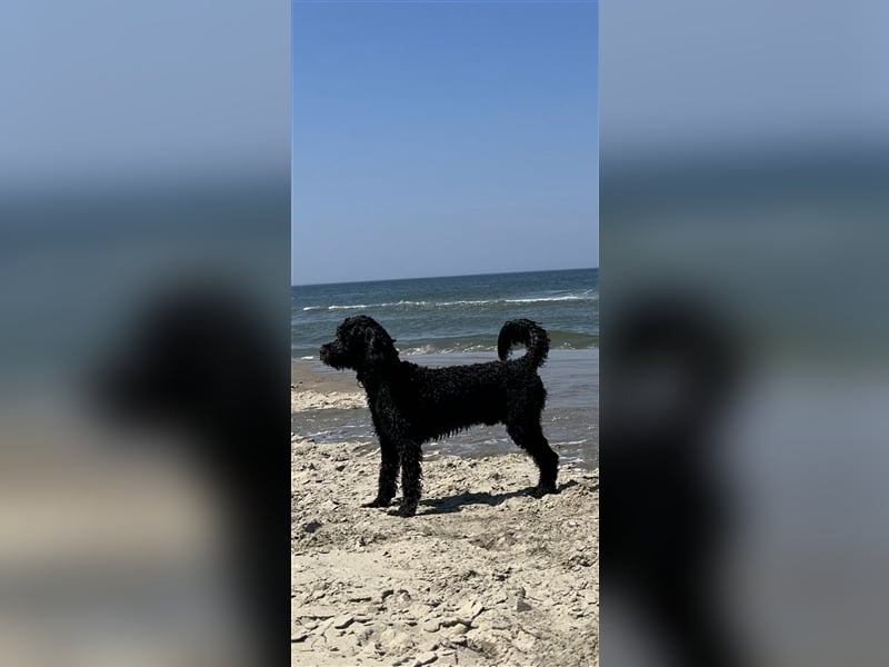 Deckrüde Portugiesischer Wasserhund