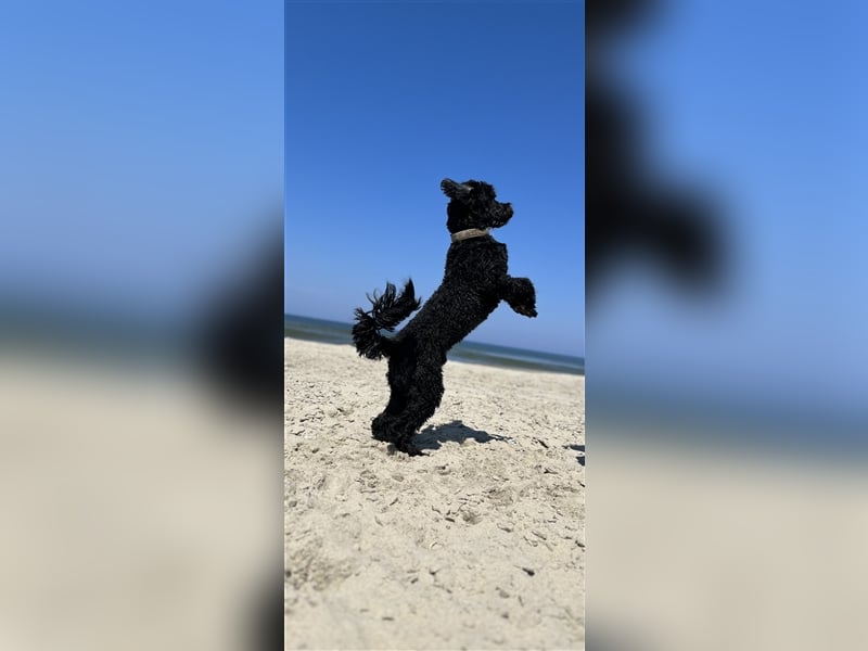Deckrüde Portugiesischer Wasserhund