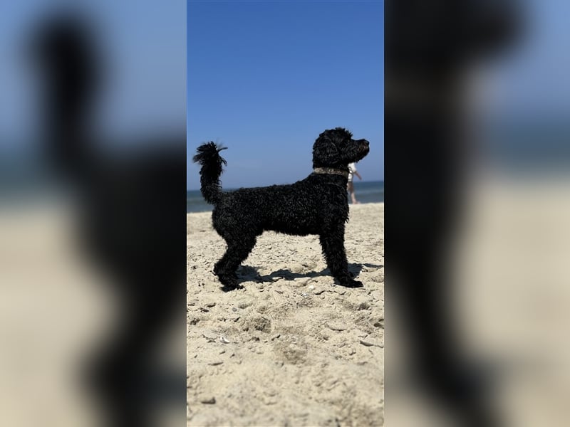 Deckrüde Portugiesischer Wasserhund