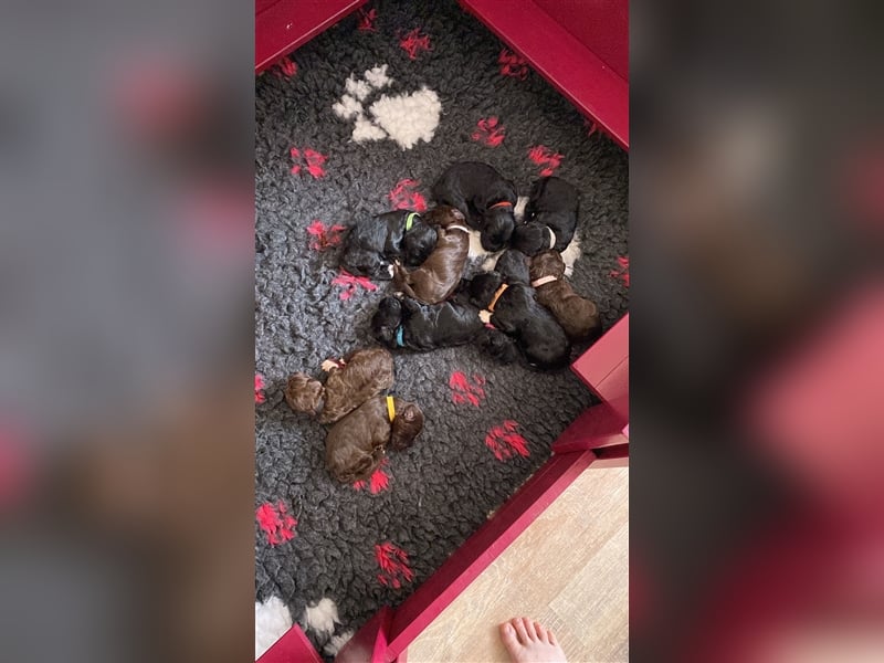 Deckrüde Portugiesischer Wasserhund
