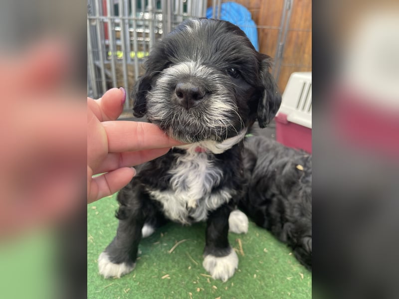 Portugiesischer Wasserhund mit Papieren / Cão de Água Português