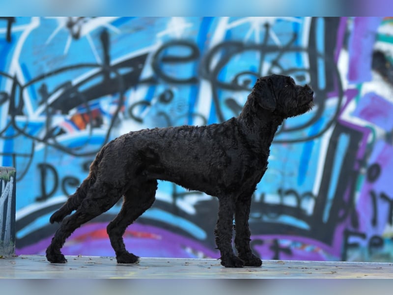 Wurfankündigung! Portugiesischer Wasserhund mit Papieren / Cão de Água Português