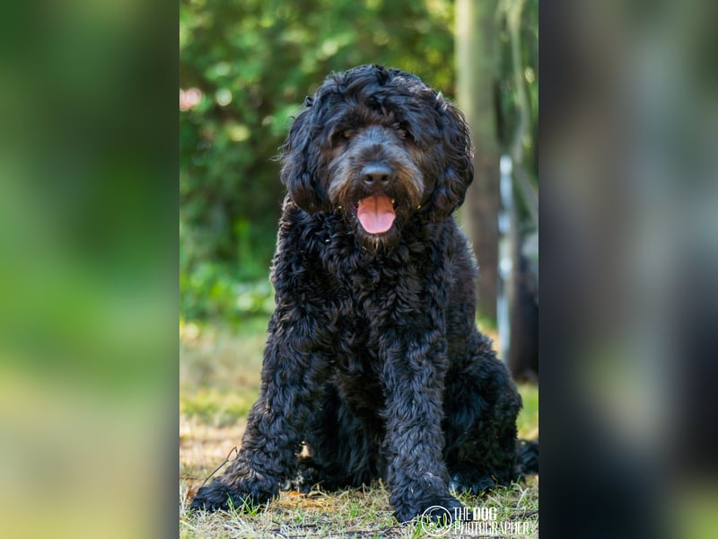 Wurfankündigung! Portugiesischer Wasserhund mit Papieren / Cão de Água Português