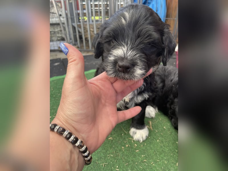 Portugiesischer Wasserhund mit Papieren / Cão de Água Português