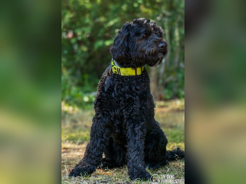 Wurfankündigung! Portugiesischer Wasserhund mit Papieren / Cão de Água Português