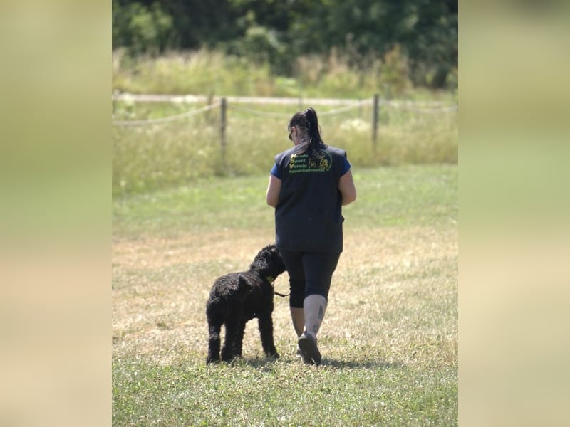 Wurfankündigung! Portugiesischer Wasserhund mit Papieren / Cão de Água Português
