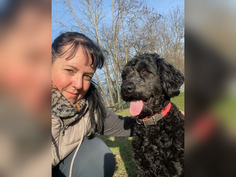 Wurfankündigung! Portugiesischer Wasserhund mit Papieren / Cão de Água Português