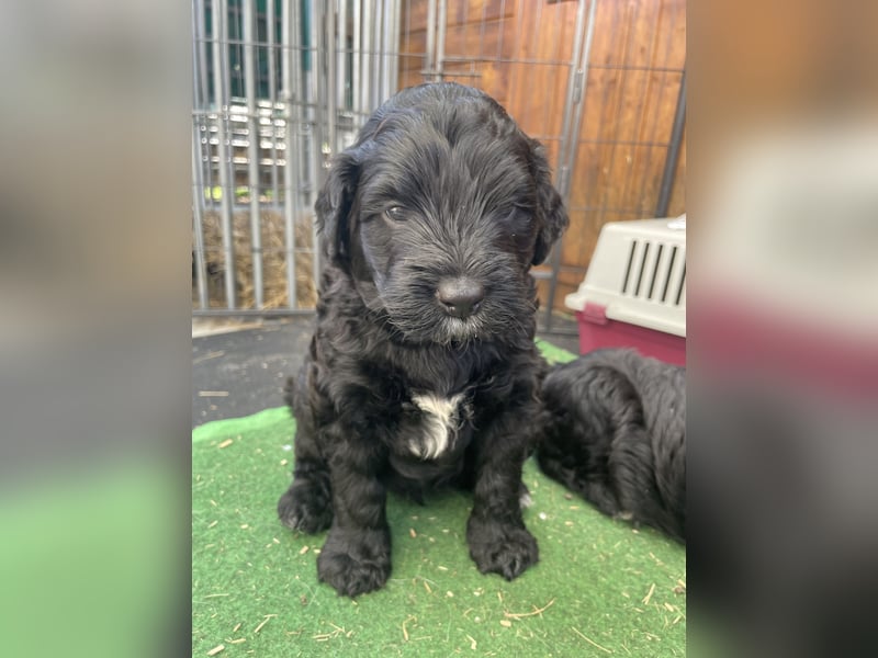 Portugiesischer Wasserhund mit Papieren / Cão de Água Português