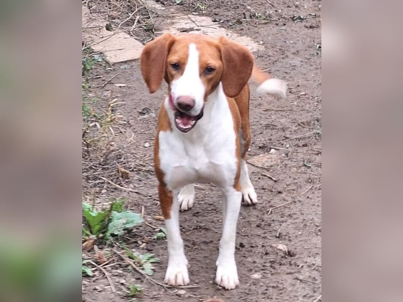 Rosie ♥️ liebevolle, aktive Bracken-Lady