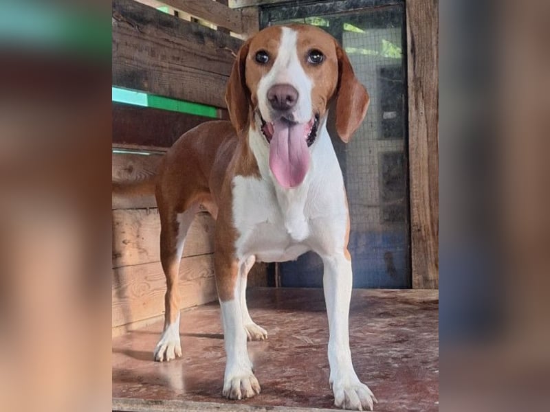 Rosie ♥️ liebevolle, aktive Bracken-Lady