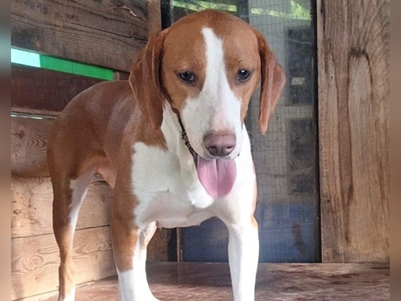 Rosie ♥️ liebevolle, aktive Bracken-Lady