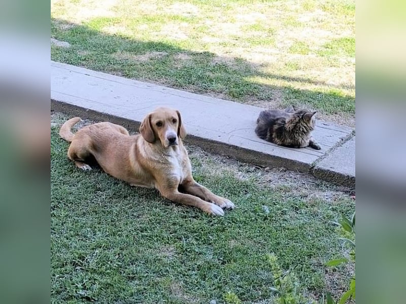 Brina eine Traumhündin