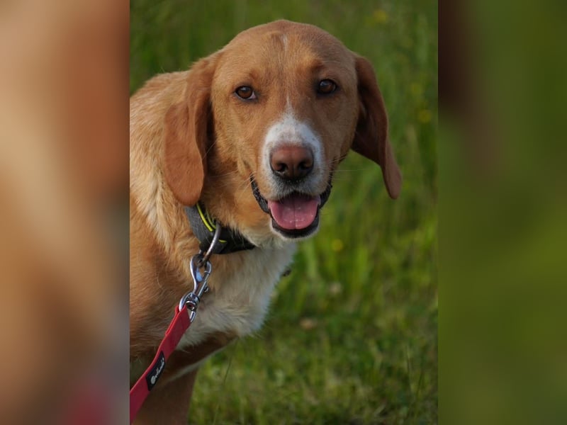 Brina eine Traumhündin