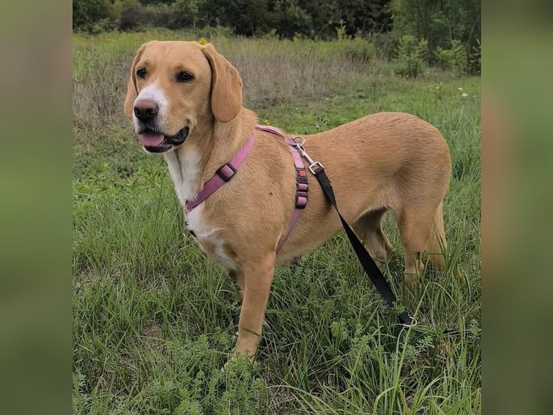 Brina eine Traumhündin