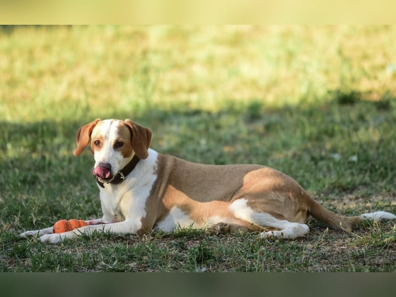 Winter eine wundervolle Seelenhündin Winter eine wundervolle Seelenhündin