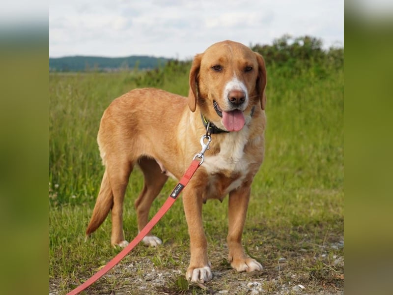 Brina eine Traumhündin