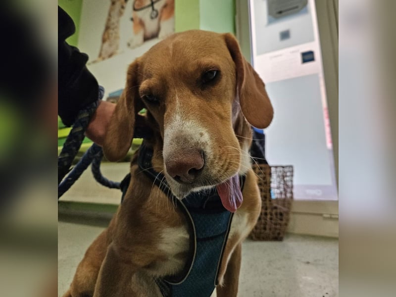 Brina eine Traumhündin