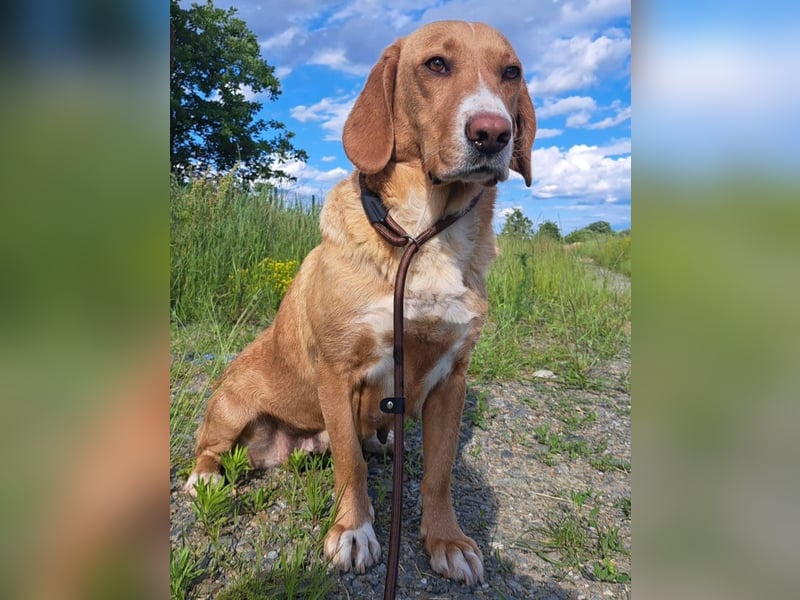 Brina eine Traumhündin