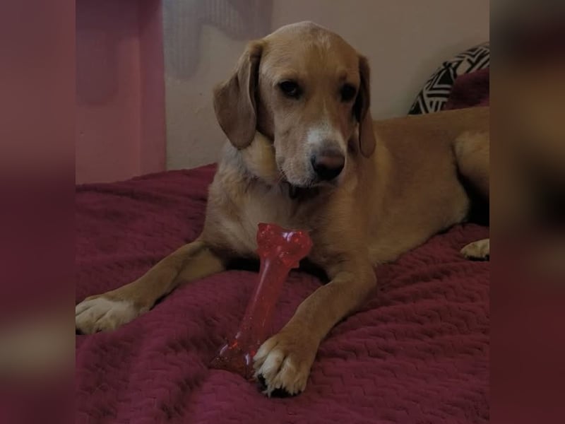 Brina eine Traumhündin