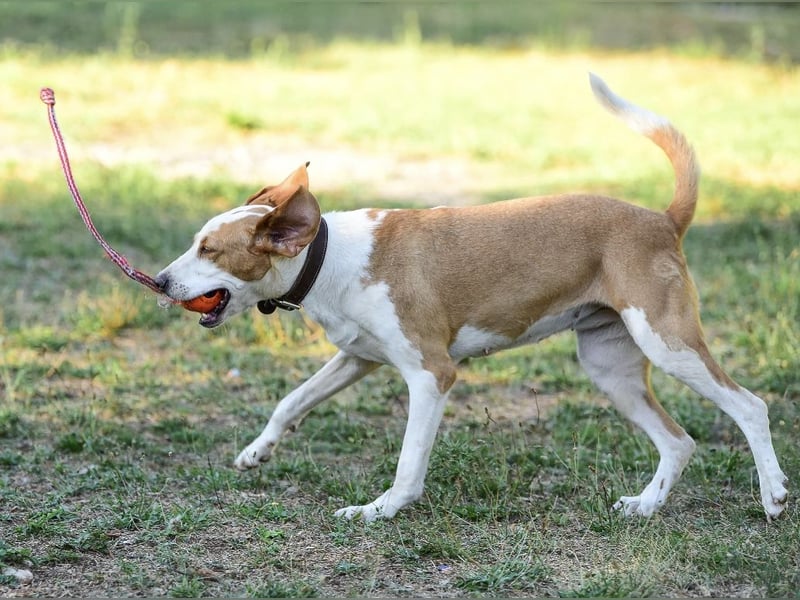 Winter eine wundervolle Seelenhündin Winter eine wundervolle Seelenhündin