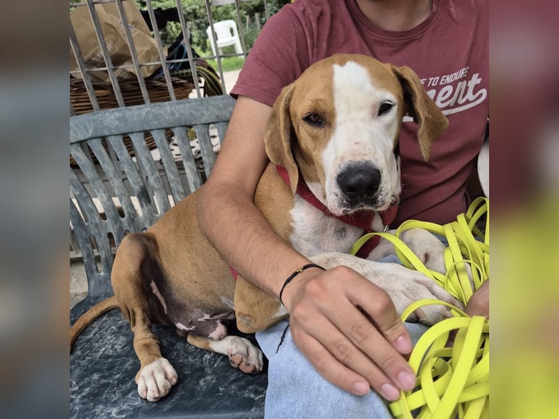 Gregorio - junger dynamischer Wirbelwind