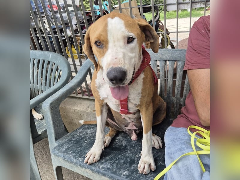 Gregorio - junger dynamischer Wirbelwind