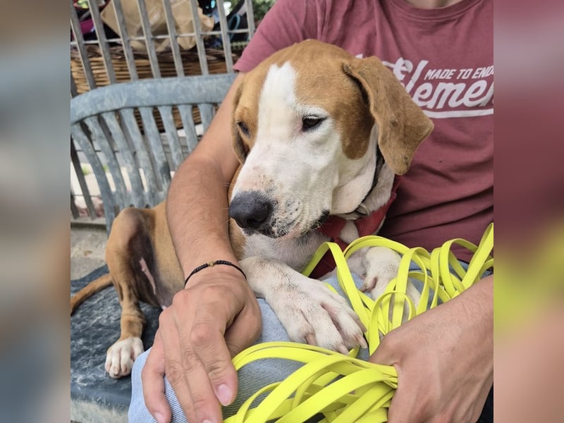 Gregorio - junger dynamischer Wirbelwind