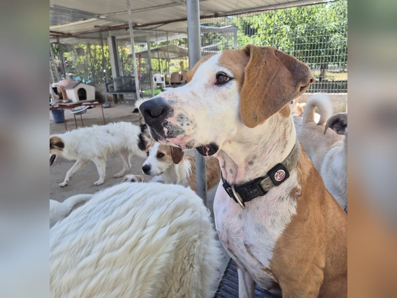 Gregorio - junger dynamischer Wirbelwind