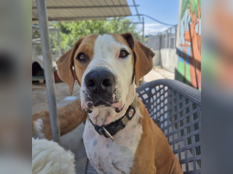 Gregorio - junger dynamischer Wirbelwind