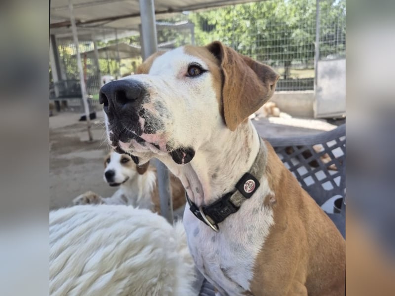 Gregorio - junger dynamischer Wirbelwind