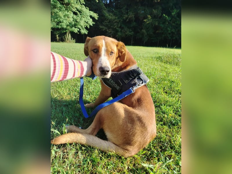 hübscher Posavski Gonic Mischlings-Rüde Dex sucht seine Familie