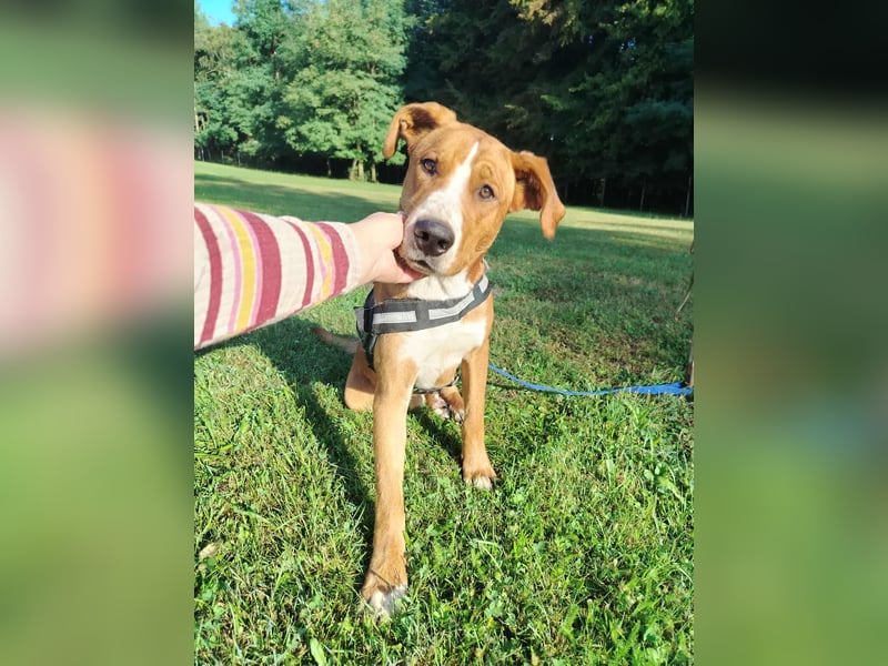 hübscher Posavski Gonic Mischlings-Rüde Dex sucht seine Familie