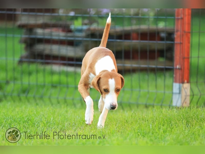 Roxy sucht ein Zuhause