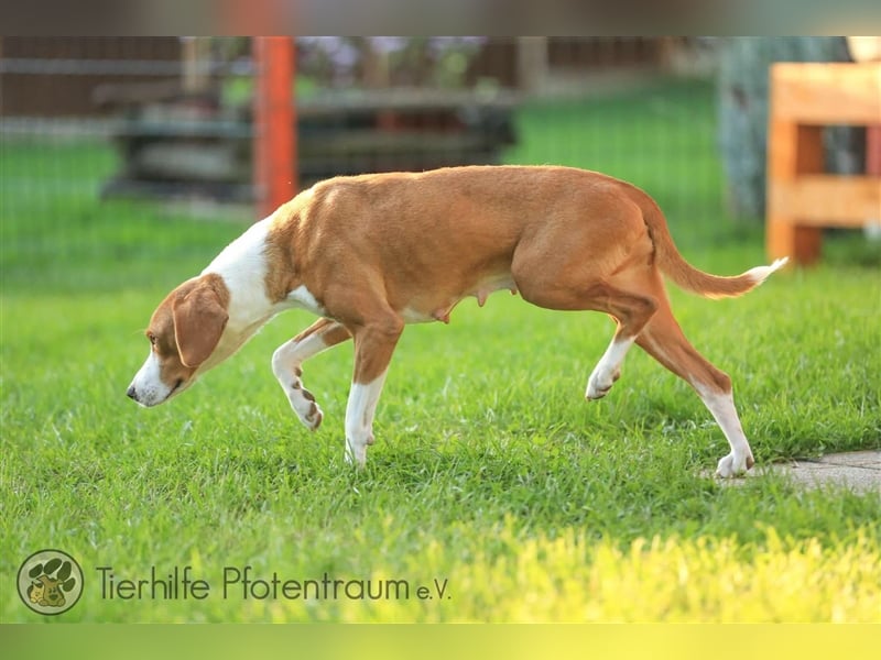 Roxy sucht ein Zuhause