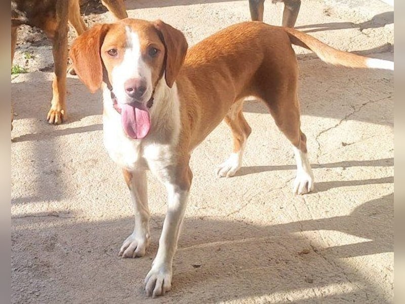 ♥Rosie♥ liebevolle, aktive Bracken-Lady