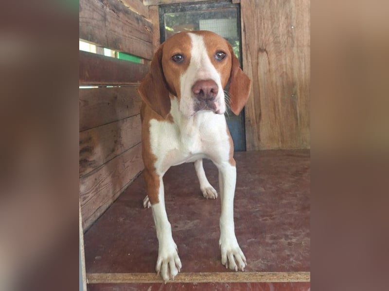 ♥Rosie♥ liebevolle, aktive Bracken-Lady