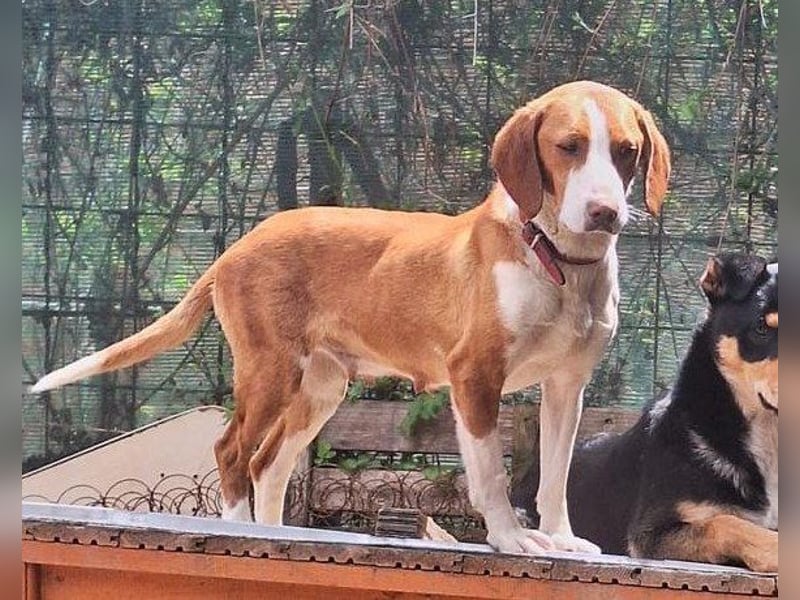 ♥Rosie♥ liebevolle, aktive Bracken-Lady