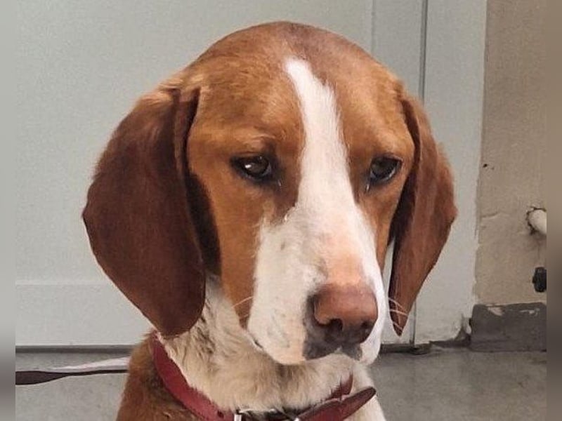 ♥Rosie♥ liebevolle, aktive Bracken-Lady