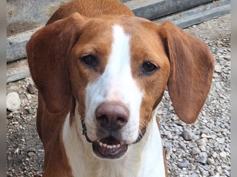 ♥Rosie♥ liebevolle, aktive Bracken-Lady